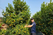 Quất Quảng Bá – nét Tết rất riêng của người Hà Nội