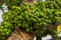 Loại quả thôn quê rẻ bèo nhưng ngừa ung thư, phòng cao huyết áp