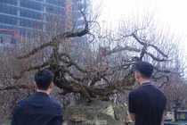 Cây đào Nhật Tân thế rồng bay 50 tuổi khuấy đảo cả thành Vinh 