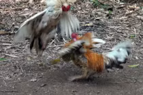 “Độc kê” 10 cựa và những “quái gà” lạ hiếm nhất Việt Nam