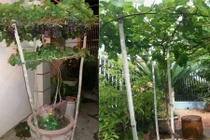Ngắm nho trồng trong chậu lên giàn cực đẹp 