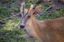 "Thần thú phương Đông" tưởng tuyệt chủng bất ngờ tái xuất ở Việt Nam