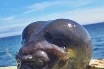 Sinh vật "ngoài hành tinh" bất ngờ sa lưới ngư phủ... nhìn cực hoảng hồn 