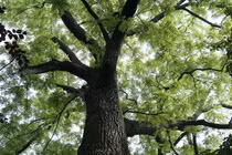 Loại gỗ là "báu vật tâm linh" của Việt Nam, thế giới tìm mỏi mắt 