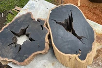 Loại gỗ đen "giá chát" nhất hành tinh, 60 năm mới trưởng thành 