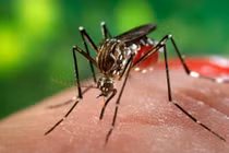 Bệnh nhân nhiễm Zika ở Nhật không phải người Việt