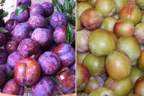 Mận Việt Nam và mận Trung Quốc, phân biệt dễ dàng với bí quyết này