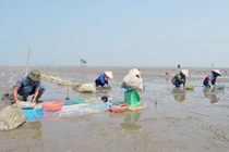 Tìm ra nguyên nhân hàng nghìn tấn ngao chết ở Quảng Ninh