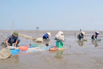 Tìm ra nguyên nhân hàng nghìn tấn ngao chết ở Quảng Ninh