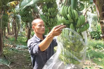 Nông dân thu tiền tỷ/năm, thành triệu phú ở làng