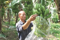 Nông dân thu tiền tỷ/năm, thành triệu phú ở làng