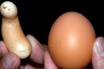 Chuyện lạ bốn phương khiến con người kinh ngạc 