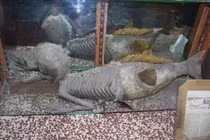 Bí ẩn rối tung mù về người cá Fiji