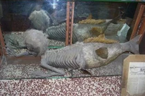 Bí ẩn rối tung mù về người cá Fiji