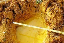 Nghệ An: 6 con voi rừng kéo về quậy phá vườn nhà dân