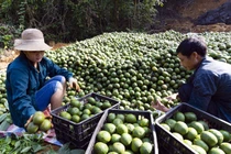 Trồng cam sành Hàm Yên, nhiều gia đình thành tỷ phú