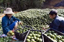 Trồng cam sành Hàm Yên, nhiều gia đình thành tỷ phú