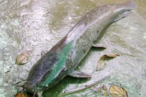 Nông dân câu được cá trê khủng nặng 4kg, dài gần 1m