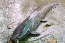 Nông dân câu được cá trê khủng nặng 4kg, dài gần 1m