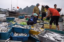 Tác hại của phenol trong 132 mẫu hải sản ở miền Trung
