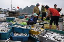 Tác hại của phenol trong 132 mẫu hải sản ở miền Trung