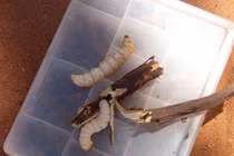 Sởn da gà những món ăn kinh dị không tưởng