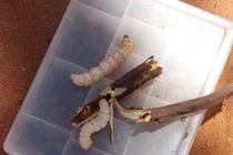 Sởn da gà những món ăn kinh dị không tưởng