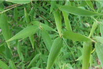 Bài thuốc dân gian chữa bách bệnh từ lá tre