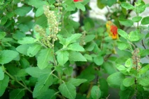 7 loại thảo dược chữa dứt cao huyết áp sau 1 tuần