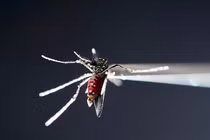 Phát hiện vi khuẩn trong ong, bướm có thể diệt virus Zika