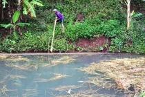 Ảnh: Tôm cá chết bất thường đầu nguồn sông Đà