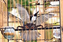 Tòa trả hồ sơ vụ “Giám đốc sở 30 tuổi“ bị trộm chim