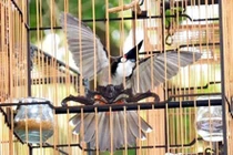 Tòa trả hồ sơ vụ “Giám đốc sở 30 tuổi“ bị trộm chim