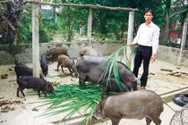 "Bão” thực phẩm bẩn "bủa vây" trang trại sạch