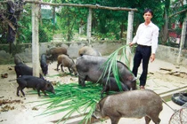 "Bão” thực phẩm bẩn "bủa vây" trang trại sạch