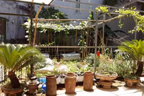 Khu vườn 400m² la liệt rau xanh, quả sạch giữa Thủ đô 