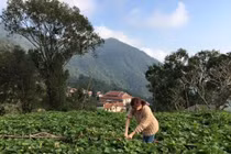 Cận cảnh biệt thự trên Tam Đảo của gia đình Hoàng Thùy Linh