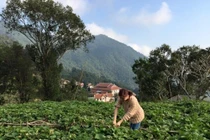 Cận cảnh biệt thự trên Tam Đảo của gia đình Hoàng Thùy Linh