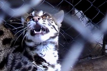 Té ngửa với kẻ trộm chuyên bắt gà ở cù lao Giêng