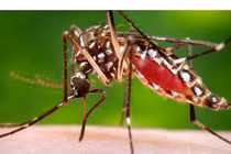 Mỹ ghi nhận trường hợp tử vong đầu tiên do virus Zika