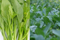 Những loại rau củ mùa hè “tắm” nhiều hóa chất nhất chợ