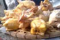 Cách phân biệt gà ta với gà thải Trung Quốc bằng mắt thường