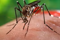 Bộ Y tế gửi công điện khẩn phòng chống virus Zika