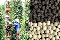 Thế giới công nhận hạt tiêu Việt Nam là số 1