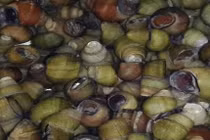 Bí quyết xào ốc không tanh, không nhớt, lưu ngay lại để trổ tài