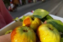 Xuất hiện loại táo Trung Quốc có giá hàng trăm nghìn đồng/kg