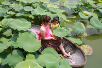 Biển người chụp ảnh ở đầm sen Hồ Tây, chủ đầm ngồi mát đếm tiền