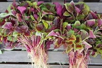  Những loại rau bổ hơn thịt bán đầy ngoài chợ, nhiều người không biết mà ăn