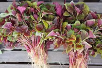  Những loại rau bổ hơn thịt bán đầy ngoài chợ, nhiều người không biết mà ăn