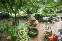 Trồng vàng trên núi, người dân thu gần tỷ đồng mỗi năm